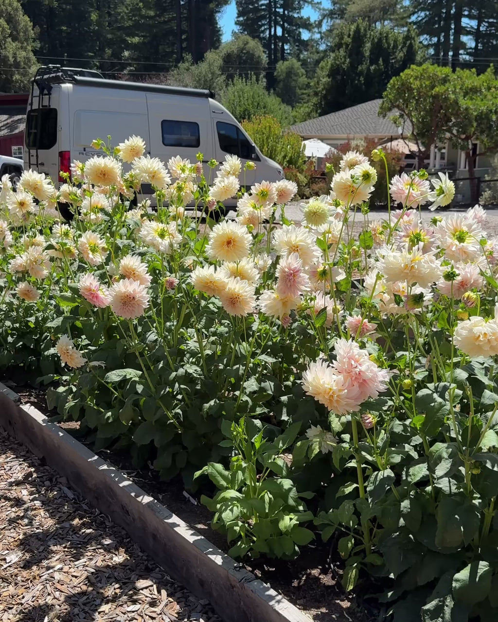 Summer Floral Workshop